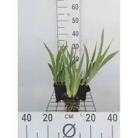 GRDplanten 6 x Iris (pum.) 'Bright White' - Iris - pot 9 x 9 cm