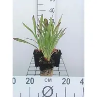 GRDplanten 6 x Helenium hoopesii - Tournesol - Pot 9 x 9 cm