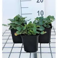 GRDplanten 6 x Heuchera briz. 'Schneewittchen' - Pervenche pourpre - Pot 9 x 9 cm