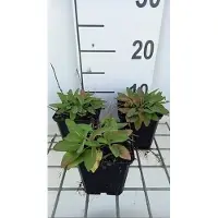 GRDplanten 6 x Salvia nem. 'Sensation deep Blue' - Mousse étoilée - pot 9 x 9 cm