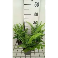 GRDplanten 6 x Polystichum munitum - Fougère épée d'Amérique de l'Ouest - pot 9 x 9 cm