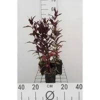 GRDplanten 6 x Lychnis arkw. 'Vesuvius' - Campion - pot 9 x 9 cm