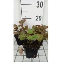 GRDplanten 6 x Tellima grand. 'Rubra' - Fausse racine de mandragore - pot 9 x 9 cm