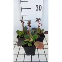 GRDplanten 6 x Bergenia hybr. 'Morning glory' - pseudodictamne - pot 9 x 9 cm