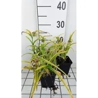 GRDplanten 6 x Tradescantia (a) 'Sweet Kate' ('bleu et or') - Tradescantia - Topf 9 x 9 cm