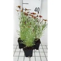 GRDplanten 6 x Coreopsis vert. 'Ladybird' - il de fille - pot 9 x 9 cm