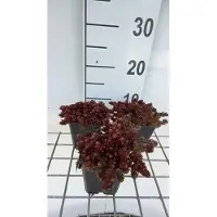 GRDplanten 6 x Sedum hybr. 'Chocolate Ball' - fat leaf - pot 9 x 9 cm