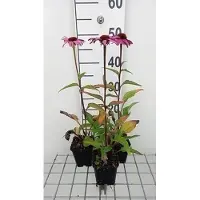GRDplanten 6 x Echinacea purp. 'Magnus Superior' - coneflower - pot 9 x 9 cm