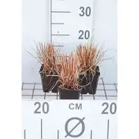 GRDplanten 6 x Carex how. 'Phoenix Green' - Laiche - Pot 9 x 9 cm