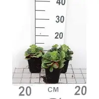 GRDplanten 6 x Saxifraga urbium - saxifrage - pot 9 x 9 cm