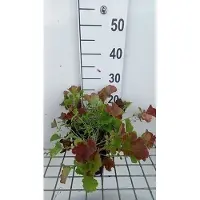 GRDplanten 6 x Geum hybr. 'Smokey Peach' - Nelkenwurz - Topf 9 x 9 cm