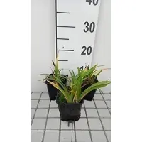 GRDplanten 6 x Hemerocallis hybr. 'Little Grapette' - hémérocalle - pot 9 x 9 cm