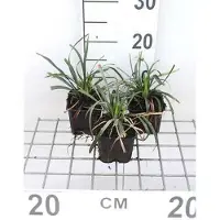 GRDplanten 6 x Liriope musc. 'Ingwersen' - Bouquet de lys - pot 9 x 9 cm