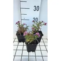GRDplanten 6 x Aster dum. 'Alice Haslam' - Aster d'automne - pot 9 x 9 cm