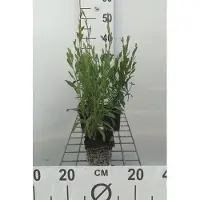GRDplanten 6 x Gaura lindh. 'Whirling Butterflies'( oenothera li - Gaura - pot 9 x 9 cm
