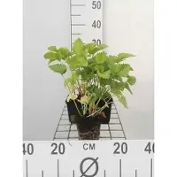 GRDplanten 6 x Stachys grandiflora 'Superba' - Mauvaises herbes - Pot 9 x 9 cm