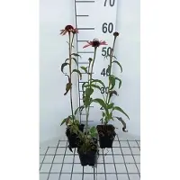 GRDplanten 6 x Echinacea purp. 'Sundown' - coneflower - pot 9 x 9 cm