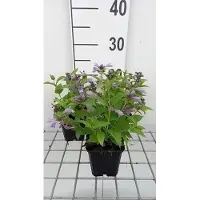 GRDplanten 6 x Nepeta subs. 'Washfield' - Herbe à chat - pot 9 x 9 cm