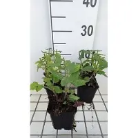 GRDplanten 6 x Salvia nem, 'Rose Marvel' - Mousse étoilée - pot 9 x 9 cm