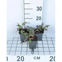 GRDplanten 6 x Persicaria ampl. 'J.s. Calor' - Renouée à bougies - pot 9 x 9 cm