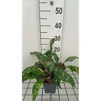GRDplanten 6 x Pulmonaria hybr. 'Trevi Fountain' - Allium brun - Pot 9 x 9 cm