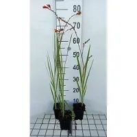 GRDplanten 6 x Crocosmia 'Fire King' - Crocosmia - Pot 9 x 9 cm