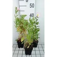 GRDplanten 6 x Oenothera speciosa - Onagre - pot 9 x 9 cm