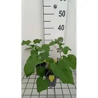 GRDplanten 6 x Lavatera hybr. 'Blushing Bride' - mauve arbustive - pot 9 x 9 cm