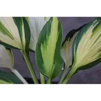 GRDplanten 6 x Hosta hybr. 'Color Festival' - Hosta - pot 9 x 9 cm