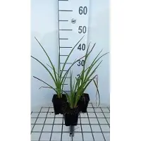 GRDplanten 6 x Kniphofia hybr. 'Wrexham Buttercup' - Lys torche - Pot de 9 x 9 cm