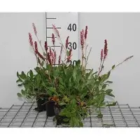 GRDplanten 6 x Persicaria aff. 'Darjeeling Red' - Renouée à bougies - pot 9 x 9 cm