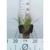 GRDplanten 6 x Kniphofia hybr. 'Little Maid' - Lys torche - pot 9 x 9 cm