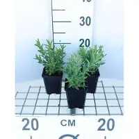 GRDplanten 6 x Lythrum salicaria - salicaire - pot 9 x 9 cm
