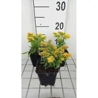 GRDplanten 6 x Solidago 'Laurin' - Verge d'or - pot 9 x 9 cm