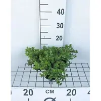 GRDplanten 6 x Sedum spur. album Superbum' - Fat leaf - pot 9 x 9 cm