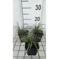 GRDplanten 6 x Carex conica 'Snowline' - Laiche - Pot 9x9 cm
