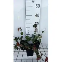 GRDplanten 12 x Euonymus fort. 'Coloratus' - Fusain rampant - pot 9 cm x 9 cm