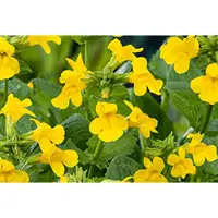 GRDplanten 6 x Mimulus luteus - Fleur de jongleur - pot 9 x 9 cm x 9 cm