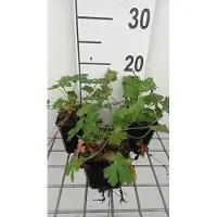GRDplanten 6 x Géranium cant. 'Harz' - Bec de cigogne - Pot 9 x 9 cm