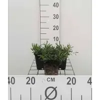GRDplanten 6 x Dianthus delt. 'Brilliant' - Oeillet - Pot 9 x 9 cm