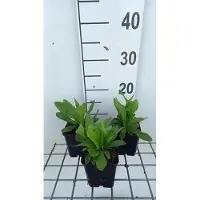 GRDplanten 6 x Digitalis ferr. 'Yellow Herald' - Digitale - Pot 9 x 9 cm