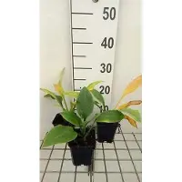 GRDplanten 6 x Hosta hybr. 'Krossa Regal' - Hosta - pot 9 x 9 cm