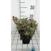 GRDplanten 6 x Lamium mac. 'Anna Green Away' - Ortie morte - Pot 9 x 9 cm