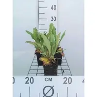 GRDplanten 6 x Limonium latifolium - Limonium - Pot 9 x 9 cm