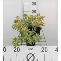GRDplanten 6 x Sedum kamt. variegatum' - Feuille grasse - Pot 9 x 9 cm