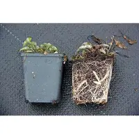 GRDplanten 6 x Campanula pyramidalis - Menthe des montagnes - pot 9 x 9 cm