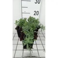 GRDplanten 6 x Linaria purp. 'Canon J. Went' - Linaire - pot 9 x 9 cm