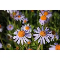 GRDplanten 6 x Aster tong. warnburgstern' - Aster d'automne - Pot 9 x 9 cm
