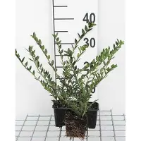 GRDplanten 12 x Lonicera pileata - Chèvrefeuille rampant - pot 9 cm x 9 cm