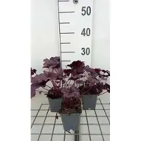 GRDplanten 6 x Heuchera hybr. 'Forever Purple' - Cloches violettes - Pot de 9 x 9 cm